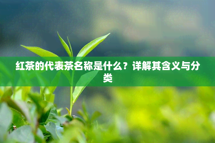 红茶的代表茶名称是什么？详解其含义与分类