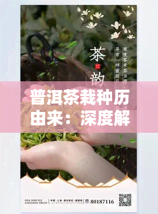 普洱茶栽种历由来：深度解析与介绍