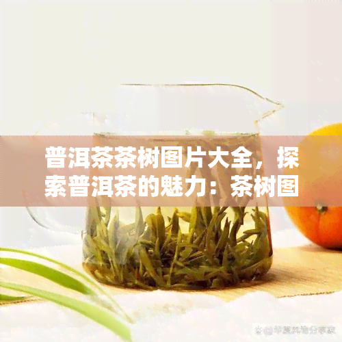 普洱茶茶树图片大全，探索普洱茶的魅力：茶树图片大全欣