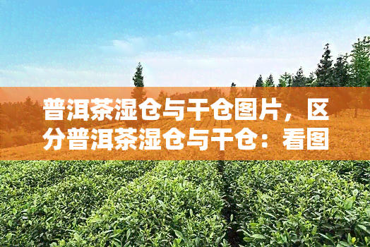 普洱茶湿仓与干仓图片，区分普洱茶湿仓与干仓：看图就能明白！