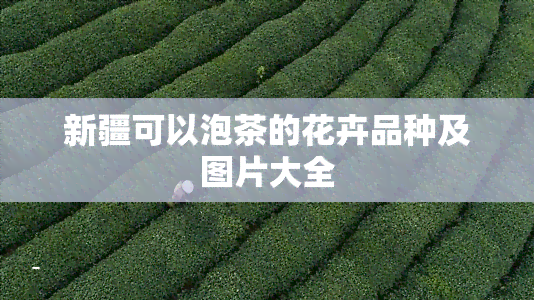 新疆可以泡茶的花卉品种及图片大全