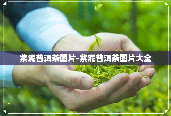 紫泥普洱茶图片-紫泥普洱茶图片大全