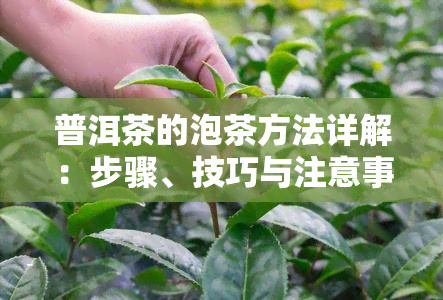 普洱茶的泡茶方法详解：步骤、技巧与注意事