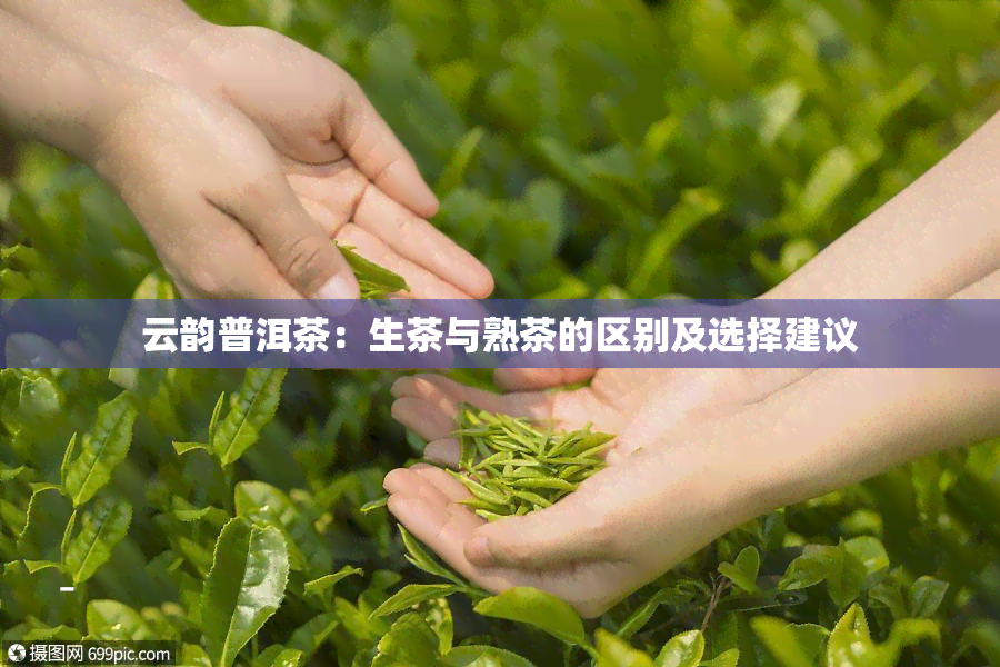 云韵普洱茶：生茶与熟茶的区别及选择建议