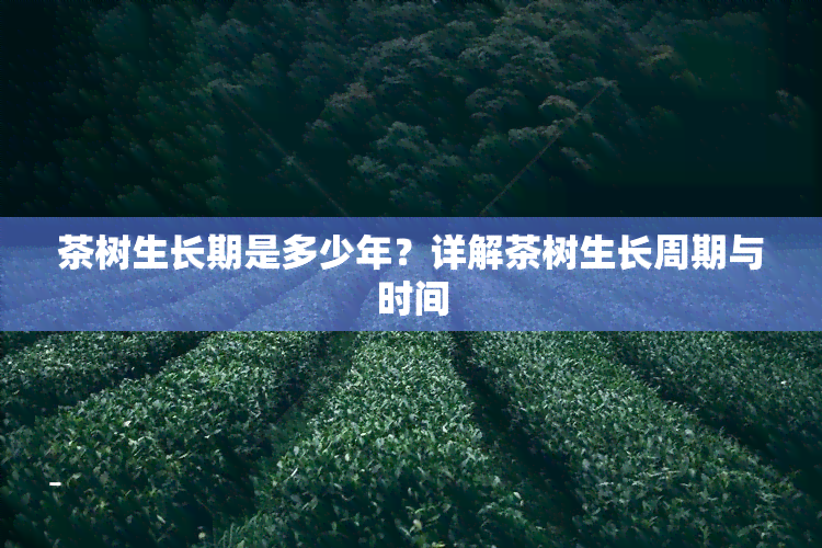 茶树生长期是多少年？详解茶树生长周期与时间