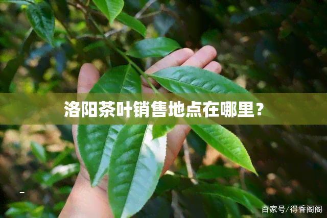 洛阳茶叶销售地点在哪里？