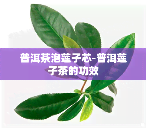 普洱茶泡莲子芯-普洱莲子茶的功效