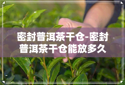 密封普洱茶干仓-密封普洱茶干仓能放多久