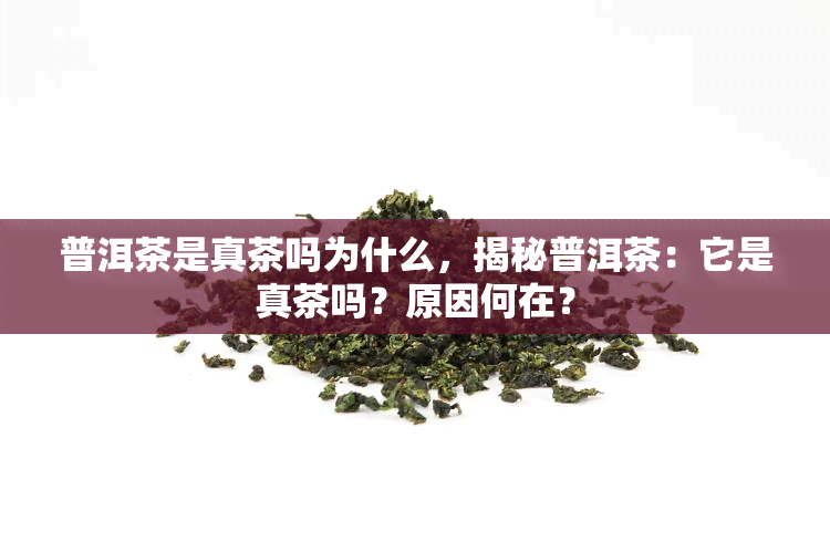 普洱茶是真茶吗为什么，揭秘普洱茶：它是真茶吗？原因何在？