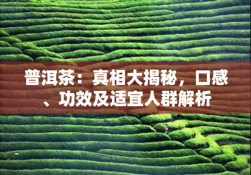 普洱茶：真相大揭秘，口感、功效及适宜人群解析