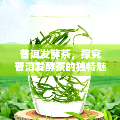 普洱发酵茶，探究普洱发酵茶的独特魅力与健功效