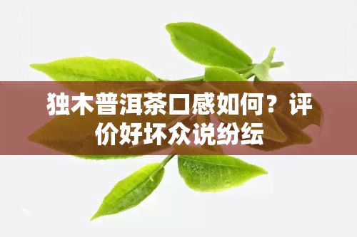 独木普洱茶口感如何？评价好坏众说纷纭