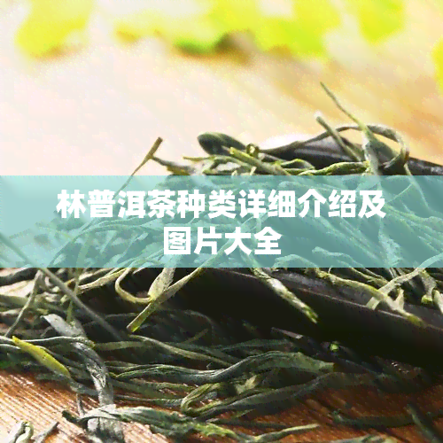 林普洱茶种类详细介绍及图片大全