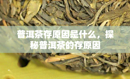 普洱茶存原因是什么，探秘普洱茶的存原因