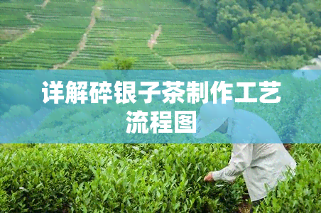 详解碎银子茶制作工艺流程图