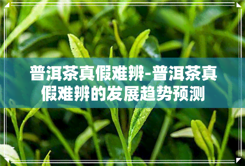 普洱茶真假难辨-普洱茶真假难辨的发展趋势预测