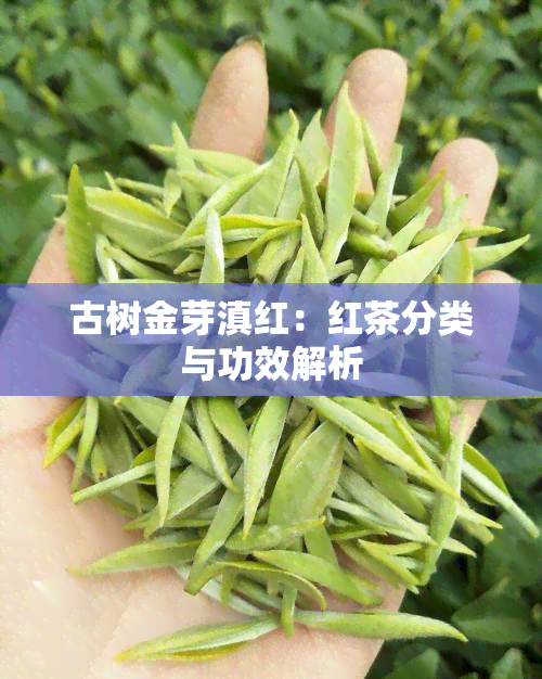 古树金芽滇红：红茶分类与功效解析