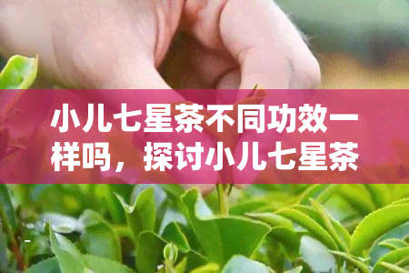 小儿七星茶不同功效一样吗，探讨小儿七星茶的不同是否具有相同的功效？