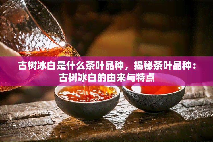 古树冰白是什么茶叶品种，揭秘茶叶品种：古树冰白的由来与特点