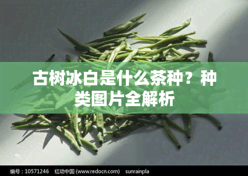 古树冰白是什么茶种？种类图片全解析