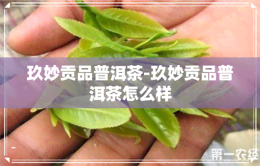 玖妙贡品普洱茶-玖妙贡品普洱茶怎么样