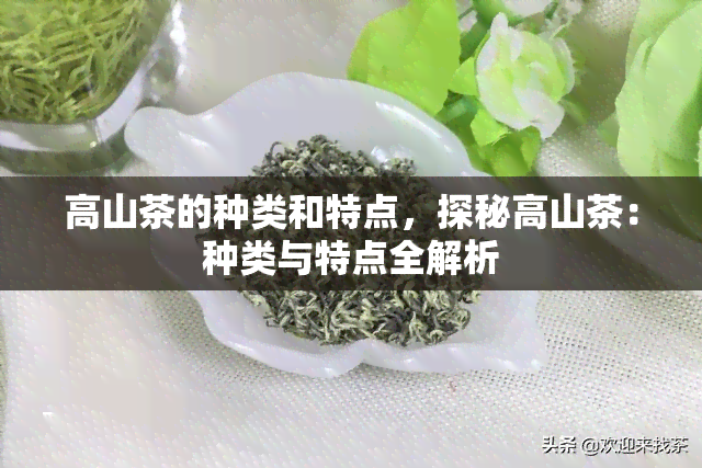 高山茶的种类和特点，探秘高山茶：种类与特点全解析