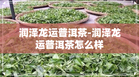 润泽龙运普洱茶-润泽龙运普洱茶怎么样