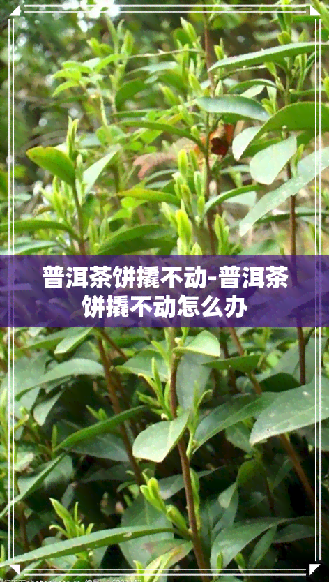 普洱茶饼撬不动-普洱茶饼撬不动怎么办