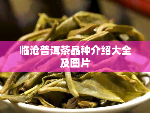 临沧普洱茶品种介绍大全及图片