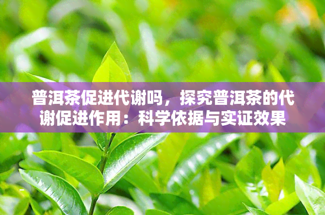 普洱茶促进代谢吗，探究普洱茶的代谢促进作用：科学依据与实证效果