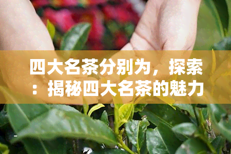 四大名茶分别为，探索：揭秘四大名茶的魅力