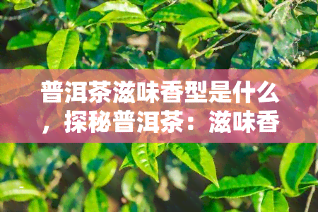 普洱茶滋味香型是什么，探秘普洱茶：滋味香型全解析