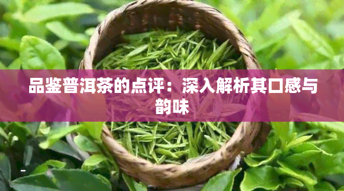 品鉴普洱茶的点评：深入解析其口感与韵味