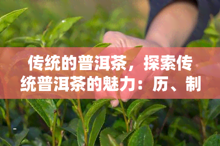 传统的普洱茶，探索传统普洱茶的魅力：历、制作和品尝技巧