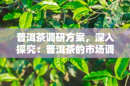 普洱茶调研方案，深入探究：普洱茶的市场调研策略与实方案