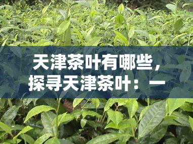 天津茶叶有哪些，探寻天津茶叶：一次全面的茶文化之旅