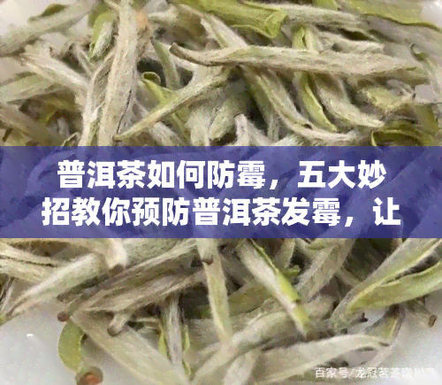 普洱茶如何防霉，五大妙招教你预防普洱茶发霉，让你的茶叶常保新！