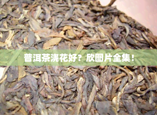 普洱茶浇花好？欣图片全集！