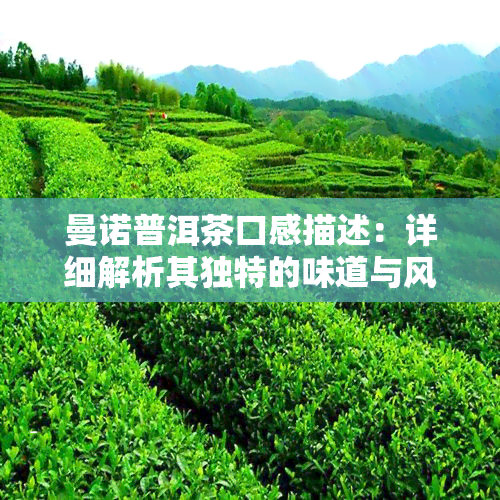 曼诺普洱茶口感描述：详细解析其独特的味道与风味