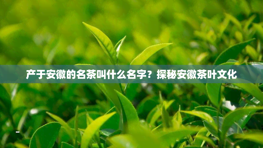 产于安徽的名茶叫什么名字？探秘安徽茶叶文化