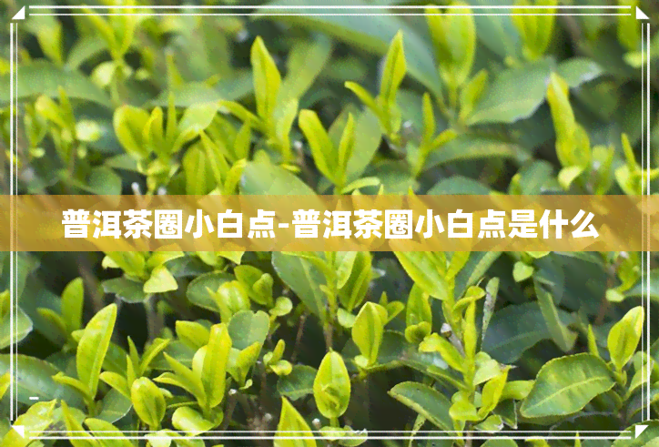 普洱茶圈小白点-普洱茶圈小白点是什么