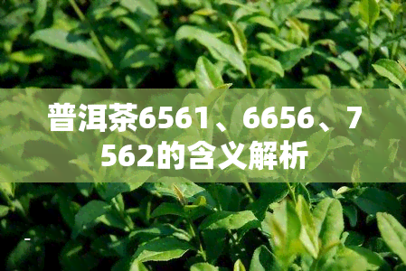 普洱茶6561、6656、7562的含义解析