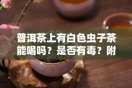 普洱茶上有白色虫子茶能喝吗？是否有？附图片解析