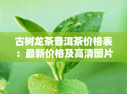 古树龙茶普洱茶价格表：最新价格及高清图片一览