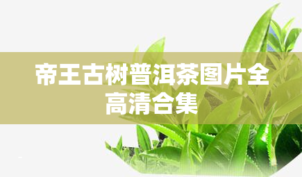 帝王古树普洱茶图片全高清合集