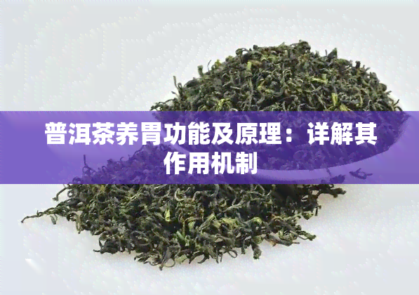 普洱茶养胃功能及原理：详解其作用机制