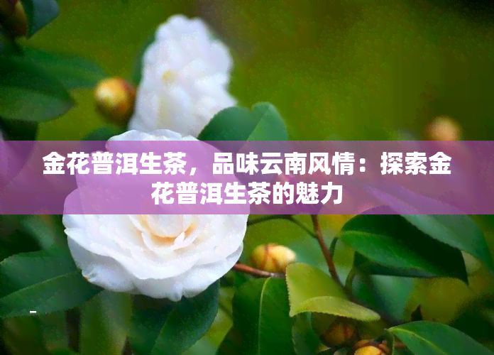 金花普洱生茶，品味云南风情：探索金花普洱生茶的魅力