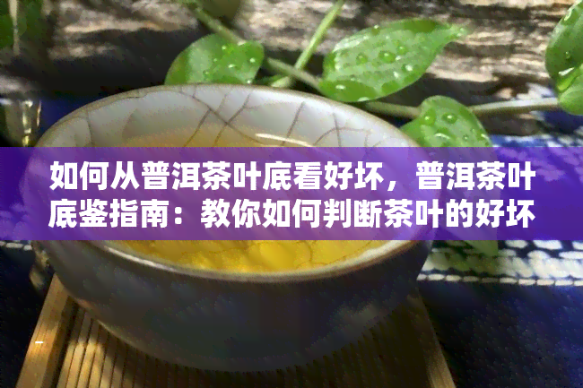 如何从普洱茶叶底看好坏，普洱茶叶底鉴指南：教你如何判断茶叶的好坏