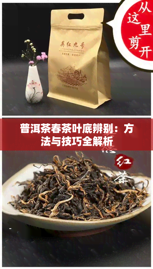 普洱茶春茶叶底辨别：方法与技巧全解析