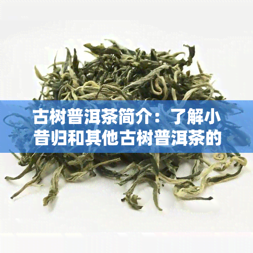 古树普洱茶简介：了解小昔归和其他古树普洱茶的特点与魅力